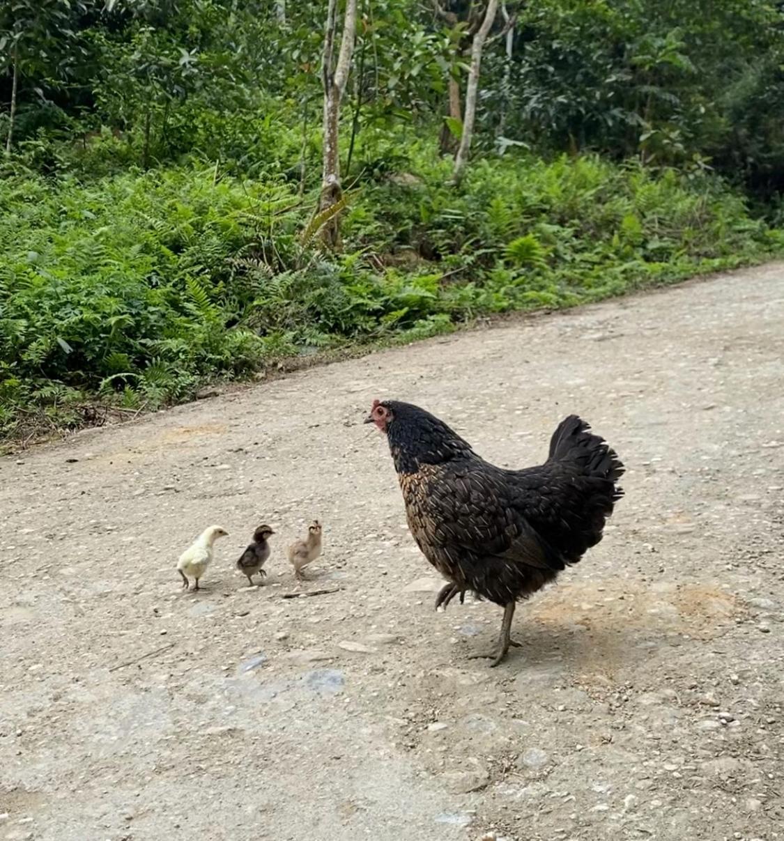 Bikki'S Jungle Homestay Ha Giang Esterno foto