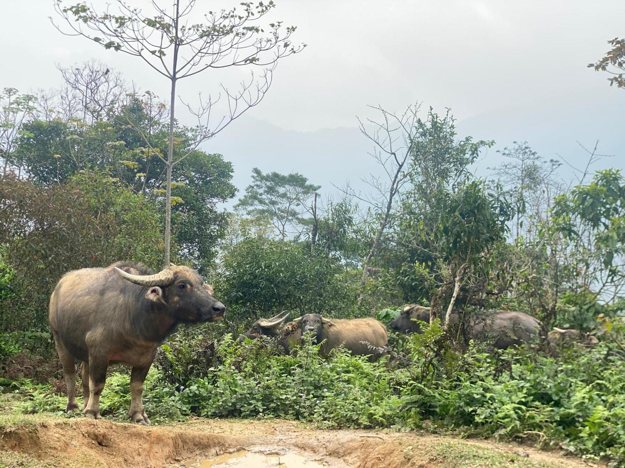 Bikki'S Jungle Homestay Ha Giang Esterno foto