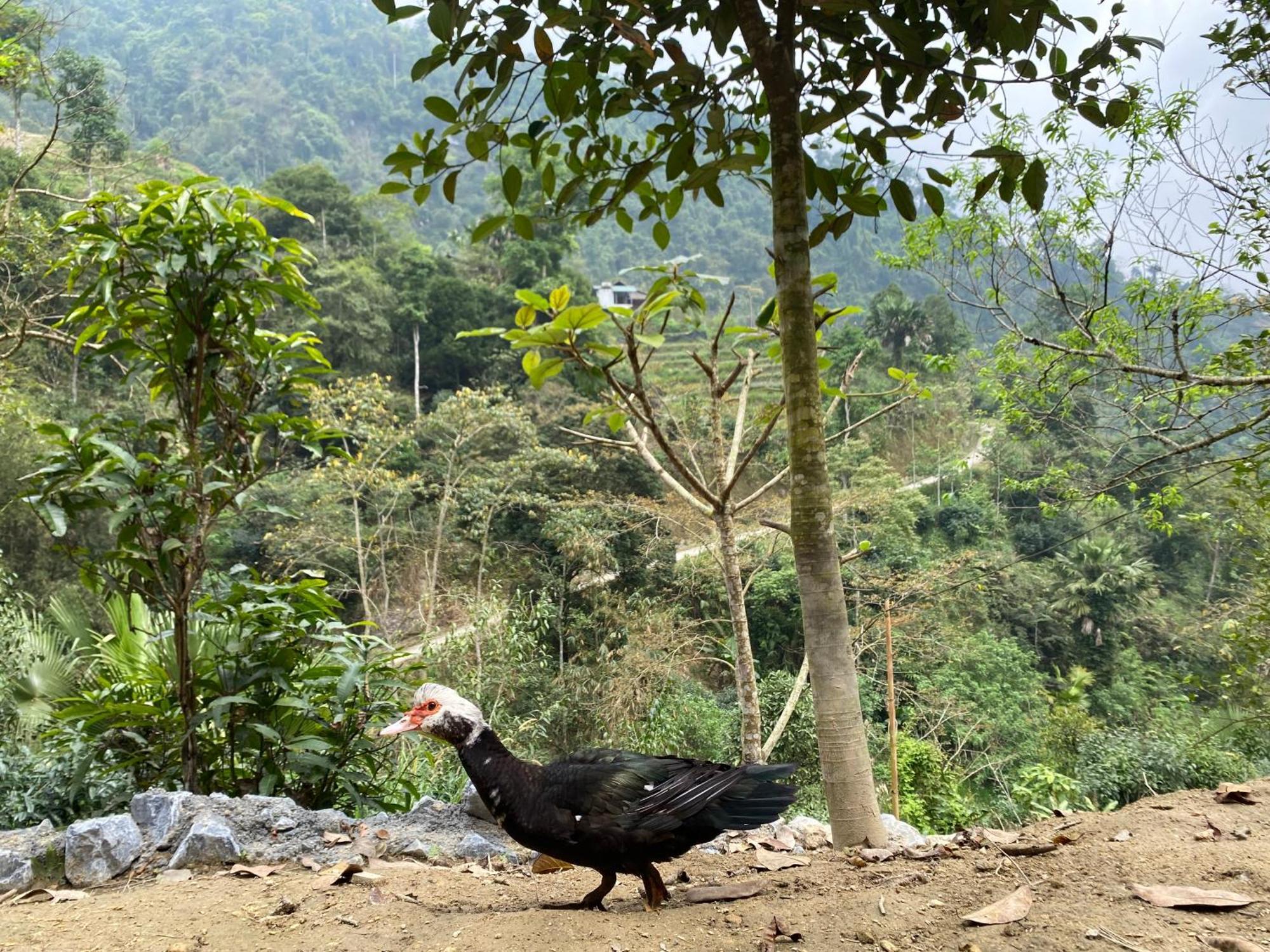 Bikki'S Jungle Homestay Ha Giang Esterno foto