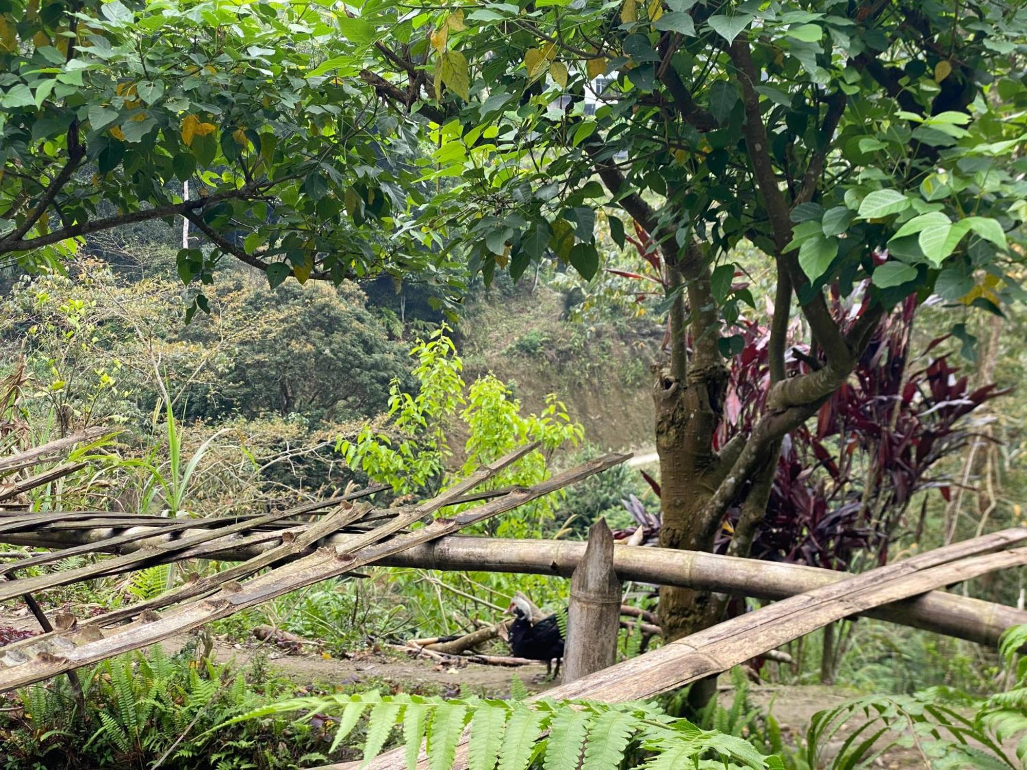 Bikki'S Jungle Homestay Ha Giang Esterno foto